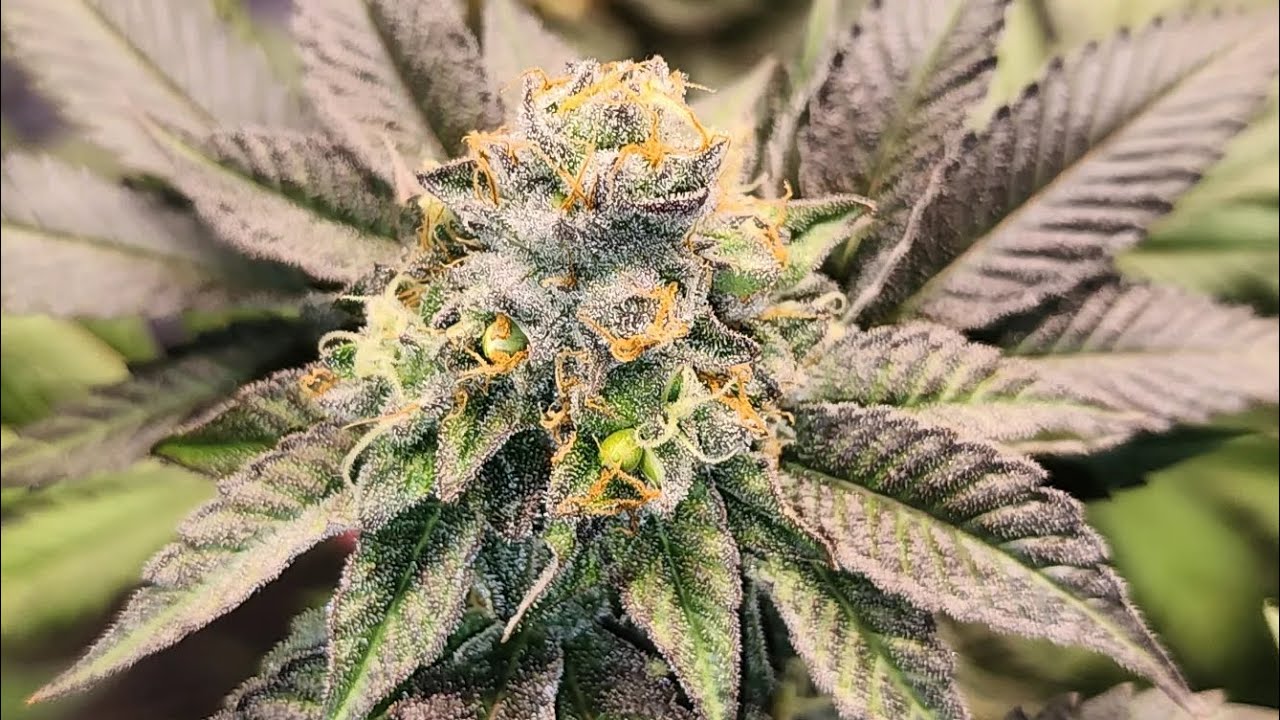 Gelato 33 at flower week 6 day 42 (+39 veg) & week 4 day 24 (+20 veg) 😁 pollinated with 90s Blues 🫐