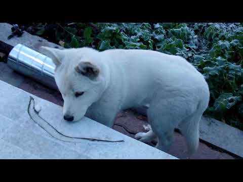 무주 구천동에서 만난 귀여운 진돗개.Cute Jindo dog .무주 구천동 <strong>덕유산</strong> 1612m...  MuJu.   茂朱九千洞. 德裕山國立公園  .茂朱郡.. 全羅北道.. KOREA