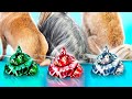 On A Adopté Des Animaux De Compagnie ! Chiens Émeraude, Rubis Et Diamant