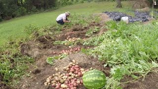 How to grow 200 lbs. of potatoes in 2 hours. (Ruth Stout)