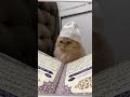 cute #cat profile pictures🫶🎀🦩🥀❤️
