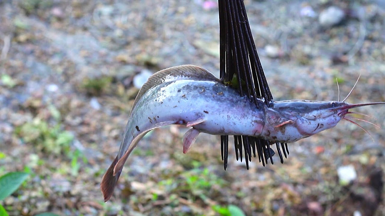 Best Traditional Catfish Catching By Hook | Best Traditional Fishing