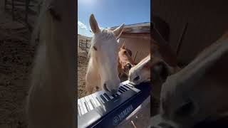 Precious Horses Play Piano Viralhog