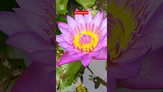 Fakta Menarik Bunga Teratai: Keajaiban Tumbuhan Air yang Penuh Makna 🤔 #faktaunik #bunga #teratai