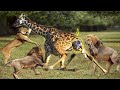 Lions Attack Mother Giraffes, Hyena ambush, stealing the bait, The end Sad
