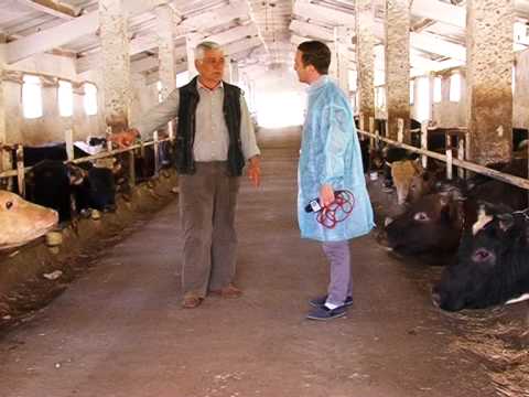 კურიოზი - \"ტელეარხი 25\"