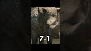 Rinoceronte VS Hipopótamo