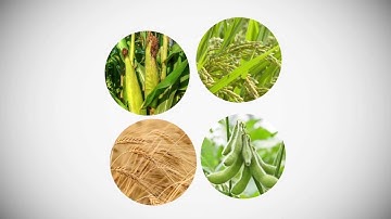 Underutilised crops and agriculture diversification