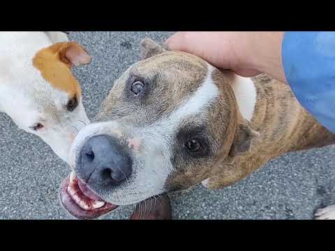 youtube this looks like a job for me dog youtube this looks like a job for me dog