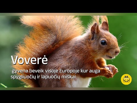 Video: Kur gyvena ir ką minta voverė? Kaip voverės gyvena miške