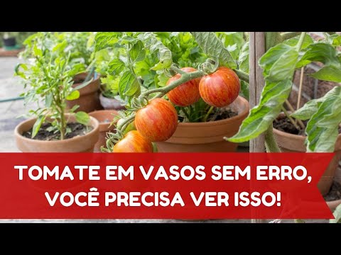 Vídeo: Usos de Van Cherry - Dicas para cultivar e colher cerejas de Van