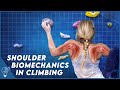 How shoulder retraction will transform your climbing