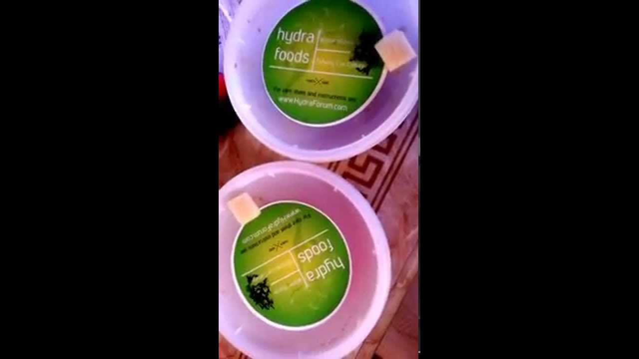 adventureland movie Walter worm live food culture crash
