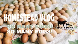 A Homestead Vlog Update & SO Many Eggs! | Growin & Crowin by Growin and Crowin 213 views 1 month ago 12 minutes, 52 seconds