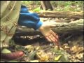 Indian pipe and pinesap with herbalist robin rose bennett