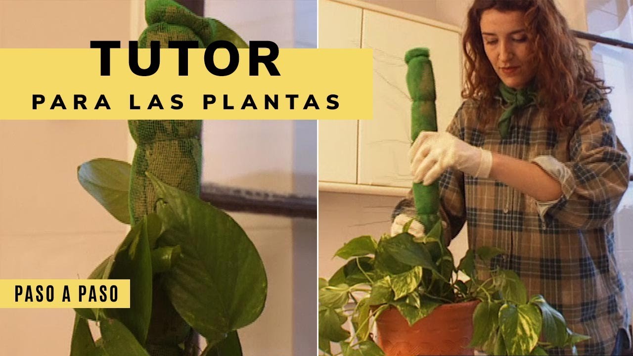 Cómo construir un tutor o guía para las plantas (muy fácil) - Bricomanía -  Jardinatis - YouTube