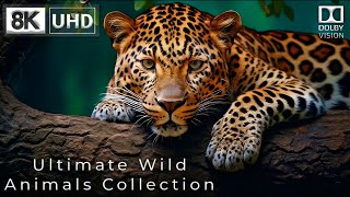 Ultimate Wild Animals Collection In 8K Ultra Hd | Nature Sounds & Animal Sounds