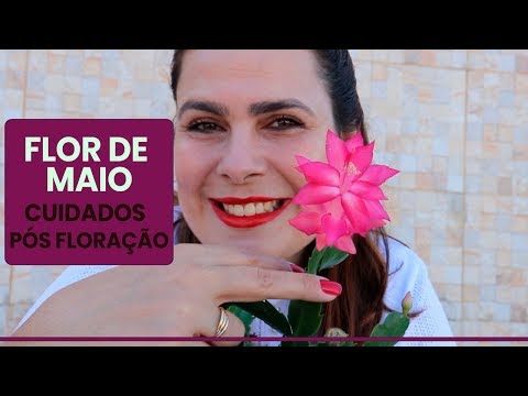 Vídeo: Flor de dezembro - floração, cuidados em casa e comentários