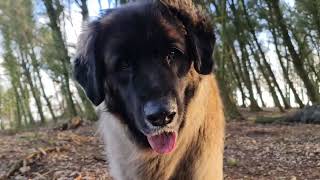 THIS IS WHAT A LEONBERGER LOVES TO DO BEST , BE OUT WITH THEIR BEST FRIEND 👌 by THE GENTLE GIANT 298 views 3 months ago 2 minutes, 35 seconds