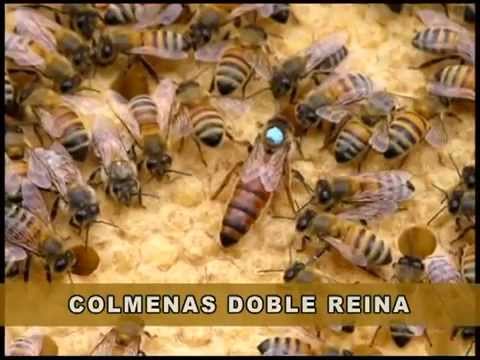 Docenas pago Integrar Apicultura: colmenas con dos reinas - YouTube