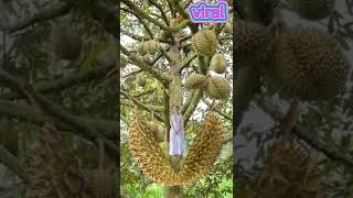 Durian Fruit #durian #shorts #viral #viralvideo #trending #trendingshorts #splitfruit #fruitsvideo