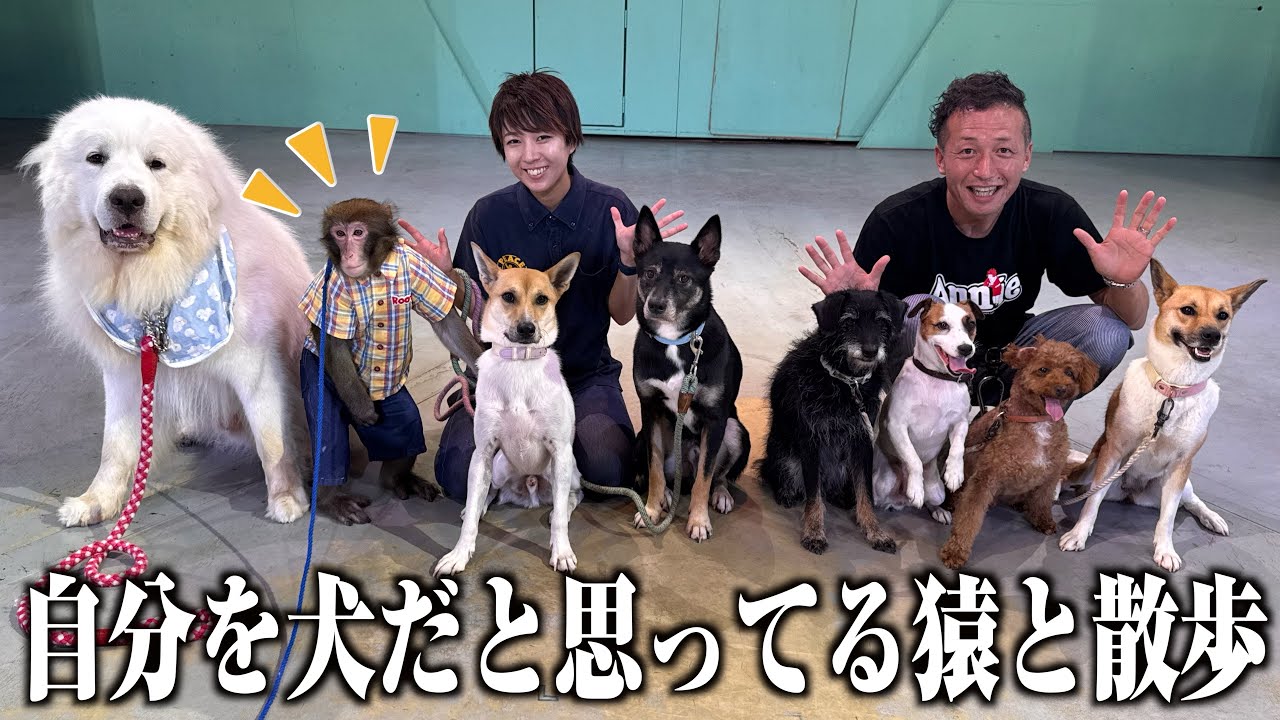よくわからない犬のアミーボです mqdefault.jpg