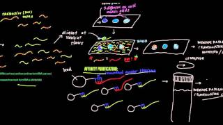 Pulse-Chase Experiments (protein and mRNA)