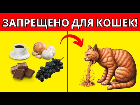 10 ОПАСНЫХ продуктов для вашей кошки