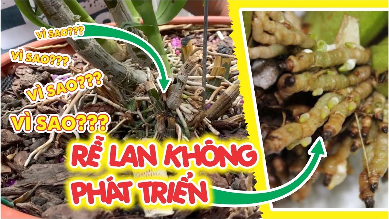 Nguyên Nhân Làm Rễ Lan Không Phát Triển - YouTube