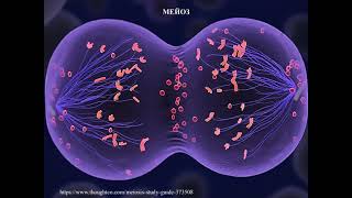 Мейоз, микроспорогенез у лилии