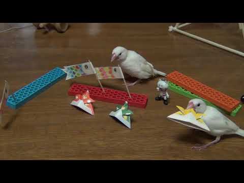 文鳥🌙⭐️ 子供の日でよーいどん！