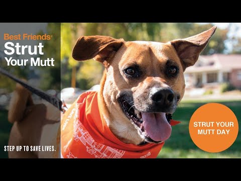 Best Friends Animal Society's Strut Your Mutt Premier