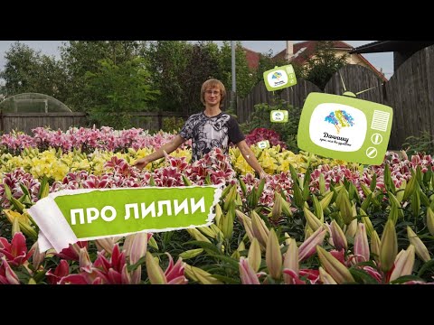 Видео: Лили - засаждане и грижа за императорски цветя