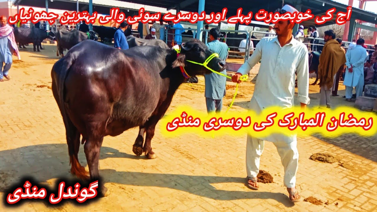 Today Gondal Maweshi Mandi Latest Update||Beautiful 1st And 2nd Timer Pregnant And Milking Buffaloes