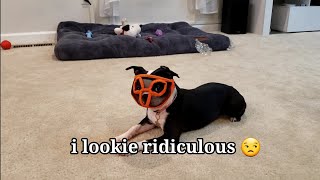 Boston Terrier Puppies Trying On Muzzle For First Time (HILARIOUS REACTIONS) 😆 🤣