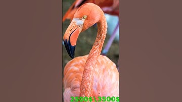 Most Expensive Birds in the World