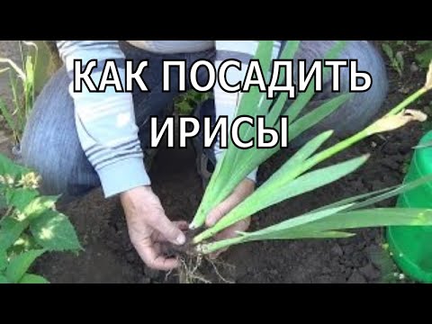 How to plant irises.