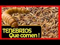 Como alimentar los tenebrios alimento vivo para Hormigas peces gallinas aves tortugas y más Parte#1