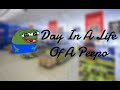 A day in a life of a peepo