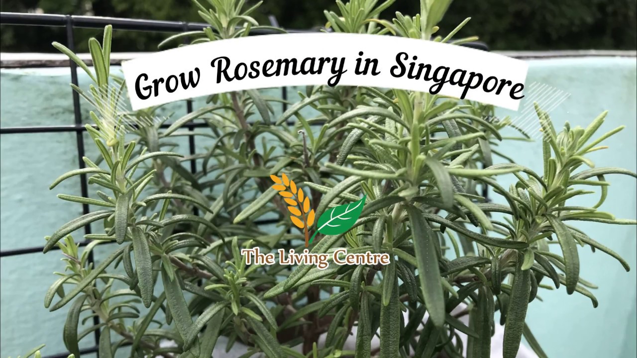 Grow Rosemary in Hot Weather Singapore
