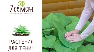 ПЯТЬ РОСКОШНЫХ ЦВЕТОВ ДЛЯ ТЕНИСТЫХ УЧАСТКОВ!