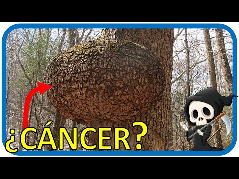 Video: Cáncer De Raíz Vegetal