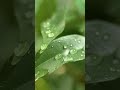 【雨の音】Relaxing Piano Music & Rain Sounds for Deep Sleep, Stress Relief and Anxiety, Meditation