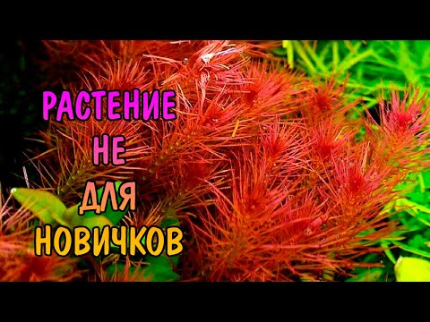 РОТАЛА ВАЛЛИХА ( Rotala wallichii )