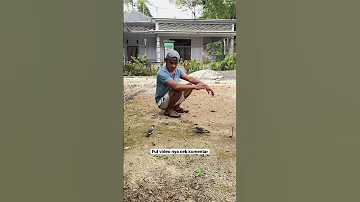 Tutorial cara latih mental pikat kutilang cengkram #pikat #shorts #kicaumania #pikatkutilang #burung