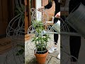 “Plant Turns Into Panda 🐼 | Satisfying Gardening ASMR Transformation #ytshorts #viral