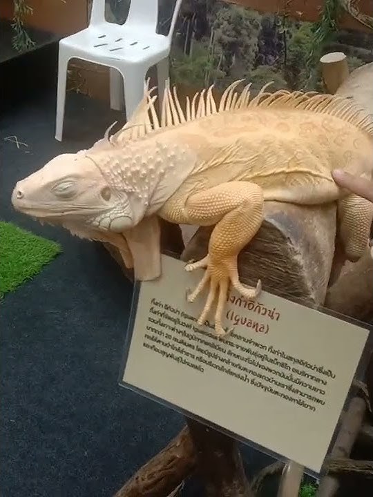 Iguana Joe's in Samrong