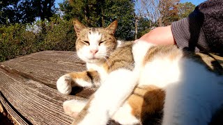 黒猫をモフると、嫉妬深いキジシロ猫がお腹を見せて「僕に構ってくれニャ！」とアピールしてきた