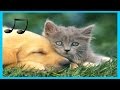 Musik Entspannende für Hunde ,Katzen ,Musik zum Schlafen Tiere 🎵♫