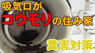 吸気口に住み着いたコウモリ対策　《石川県白山市・金沢市・野々市市　便利屋さんベンリー松任店》